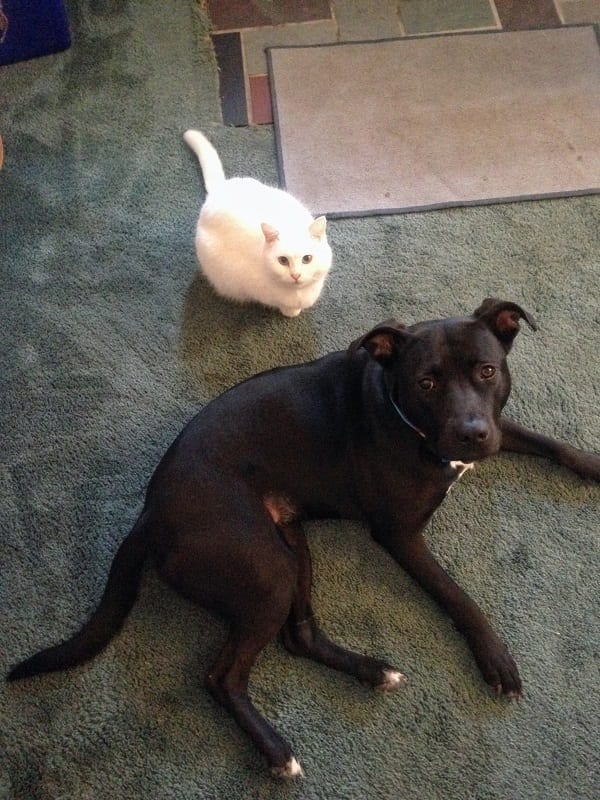 black dog and white cat